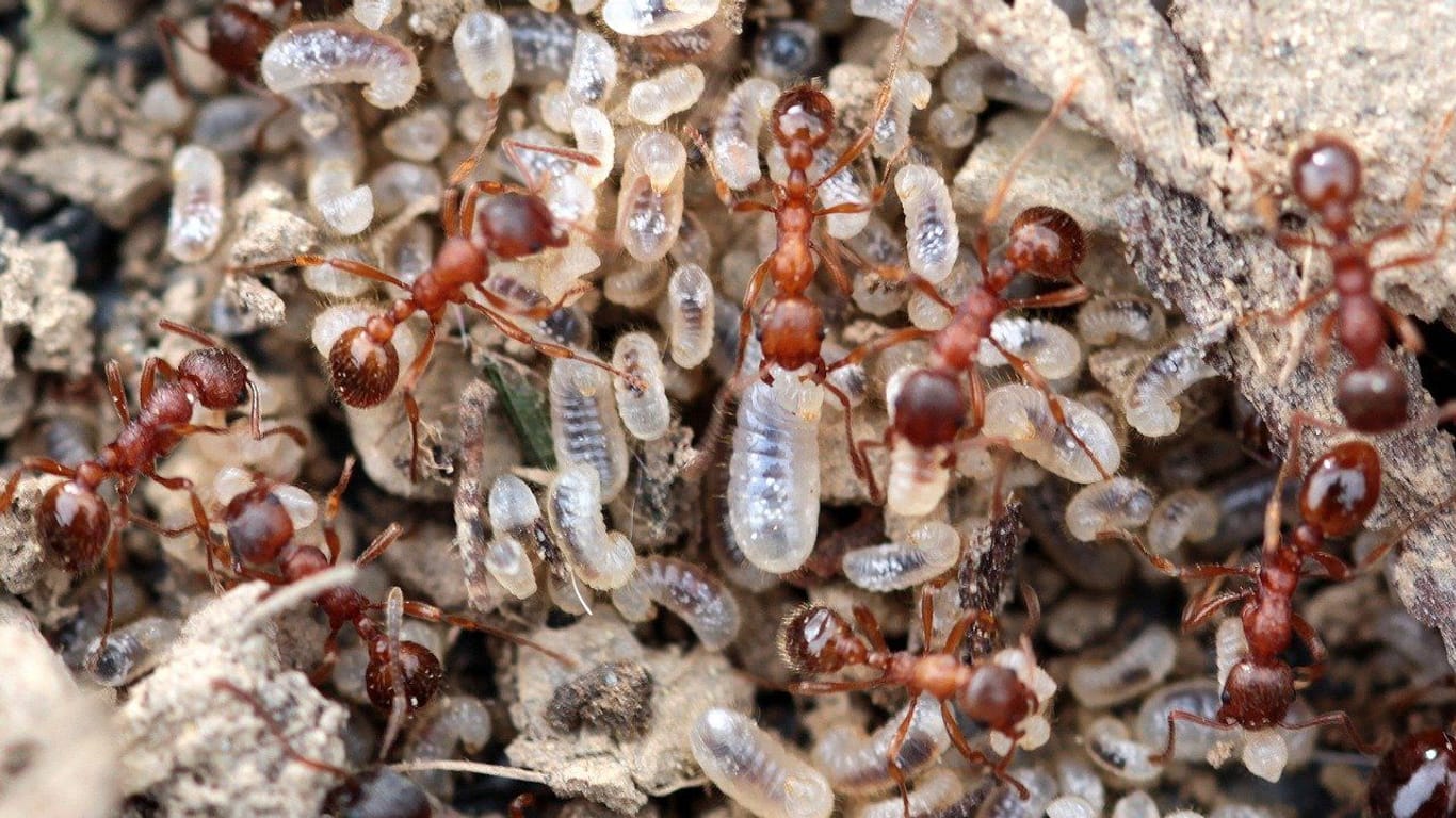 Ameisen im Wurzelballen können Sie mit den richtigen Hausmitteln effektiv bekämpfen.