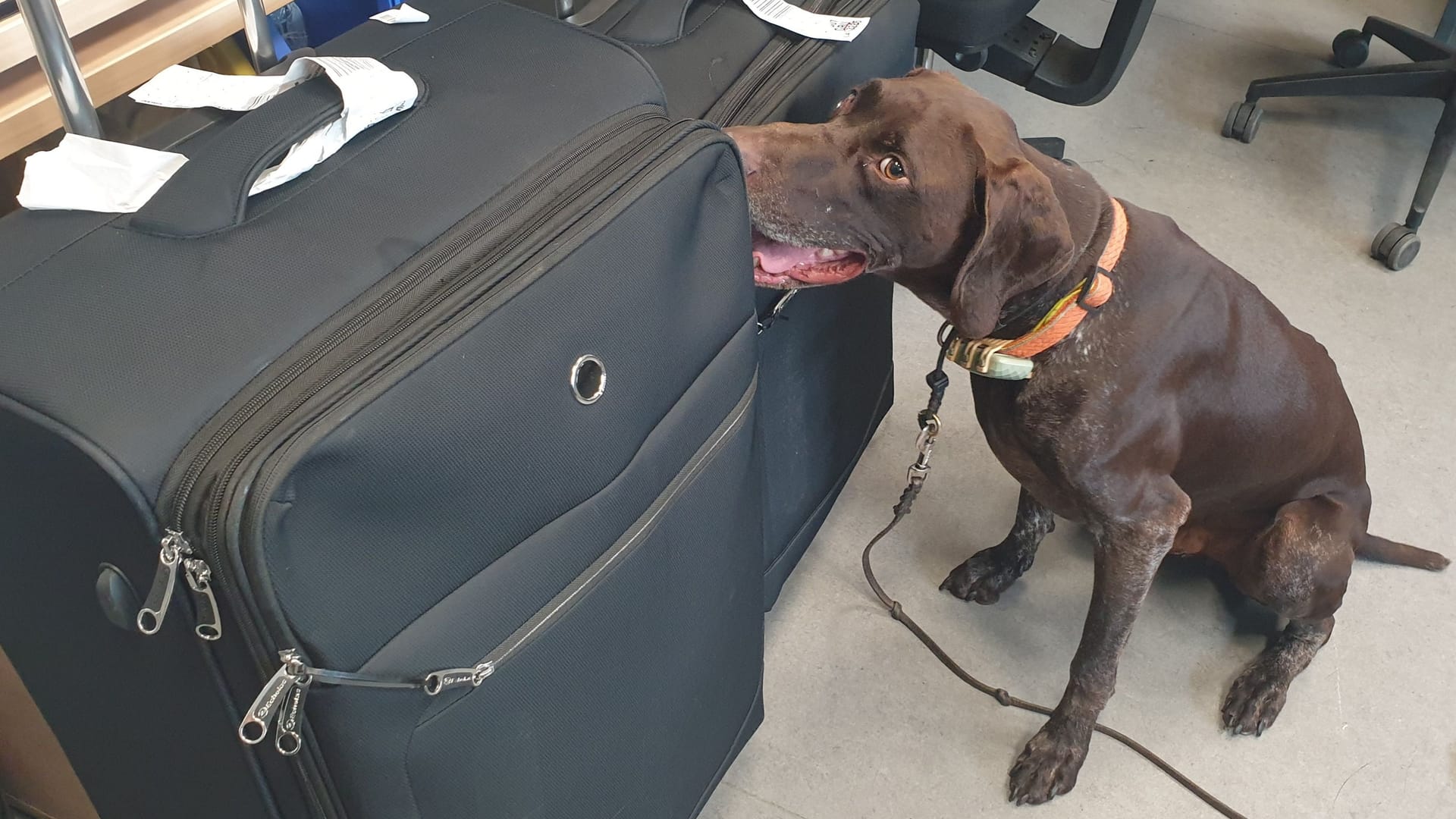 Ein Spürhund der Polizei findet sechs Kilogramm Kokain in zwei schwarzen Koffern. Im Bild ist zu sehen, wie der Deutsche Kurzhaar Rüde Amon auf die beiden verdächtigen Koffer reagiert. Ein Spürhund der Polizei findet sechs Kilogramm Kokain in zwei schwarzen Koffern. Im Bild ist zu sehen, wie der Deutsche Kurzhaar Rüde Amon auf die beiden verdächtigen Koffer reagiert.