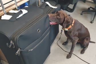 Ein Spürhund der Polizei findet sechs Kilogramm Kokain in zwei schwarzen Koffern. Im Bild ist zu sehen, wie der Deutsche Kurzhaar Rüde Amon auf die beiden verdächtigen Koffer reagiert.