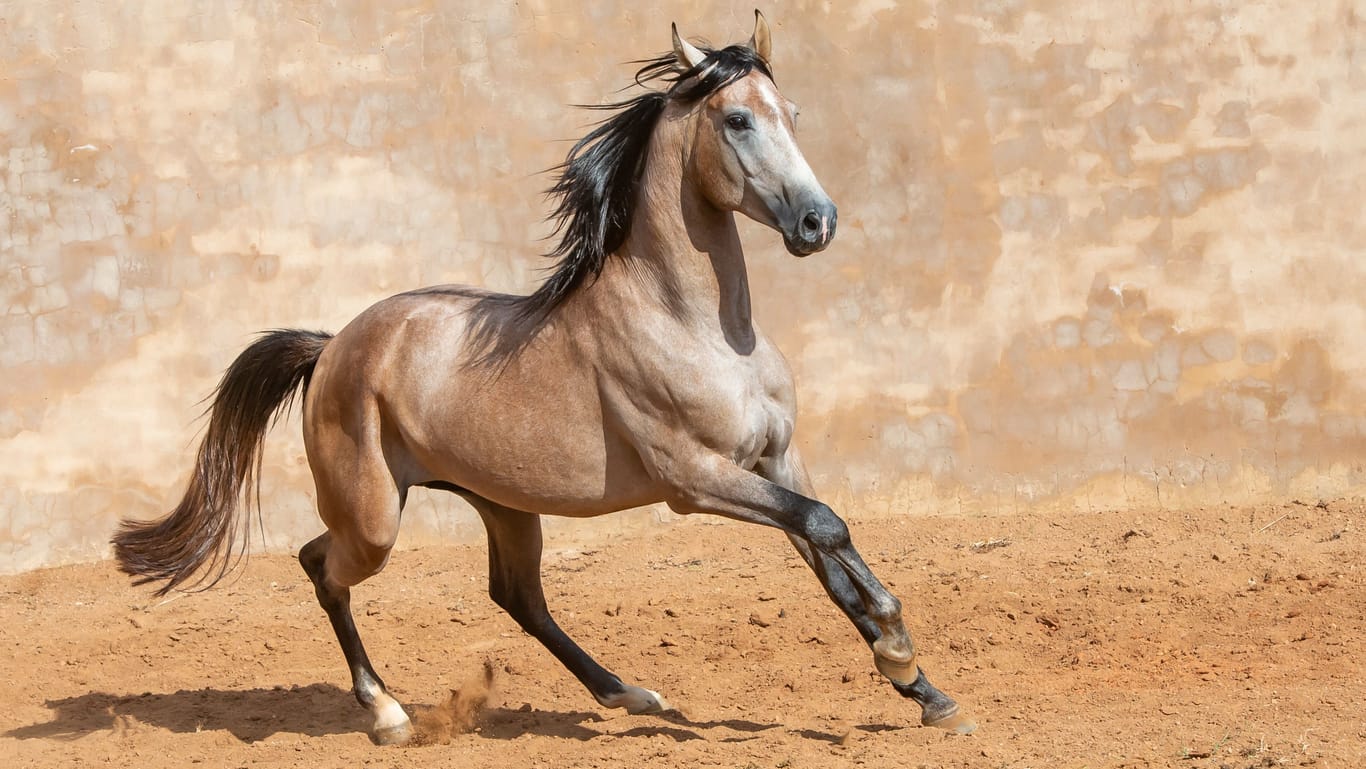 Ein Pferd der Rasse Pura Raza Española (Symbolfoto):