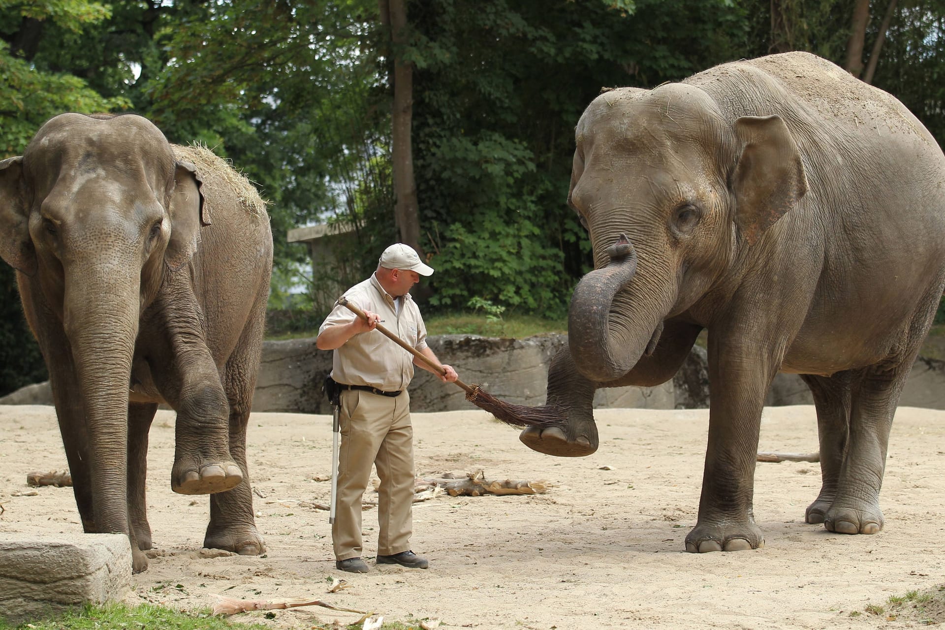 Tierpfleger im Elefanten-Gehege des Tierparks Hagenbeck: Die Tiere sind eine Attraktion des Zoos und bei Besuchern beliebt.