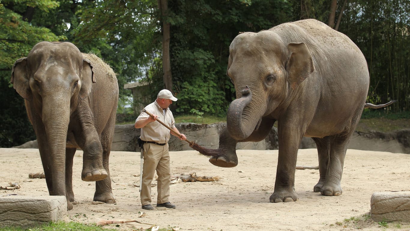 Tierpfleger im Elefanten-Gehege des Tierparks Hagenbeck: Die Tiere sind eine Attraktion des Zoos und bei Besuchern beliebt.