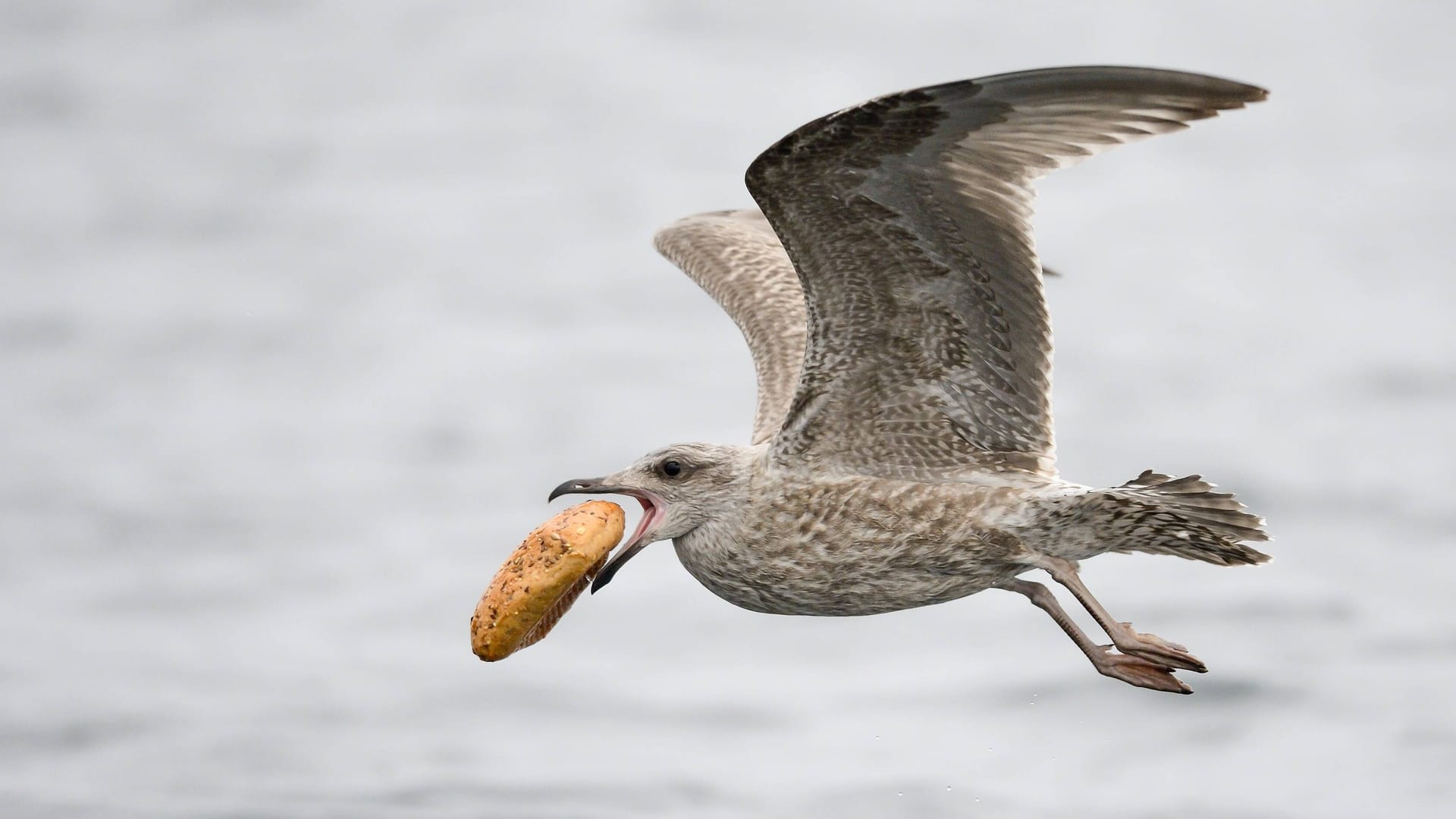 Silbermöwe mit Brötchen im Schnabel (Symbolfoto): Wie es dem Tier geht, ist unklar.