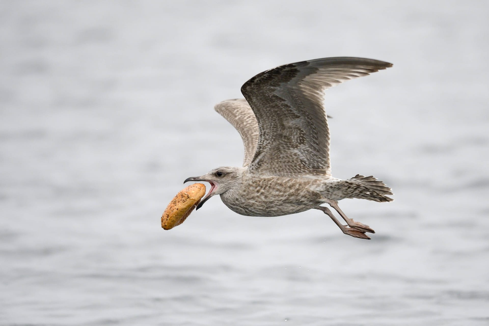 Silbermöwe mit Brötchen im Schnabel (Symbolfoto): Wie es dem Tier geht, ist unklar.