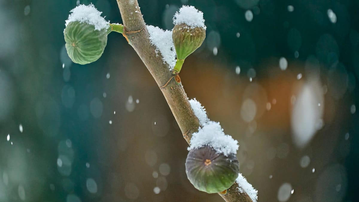 Feigenbaum überwintern sonst drohen Frostschäden
