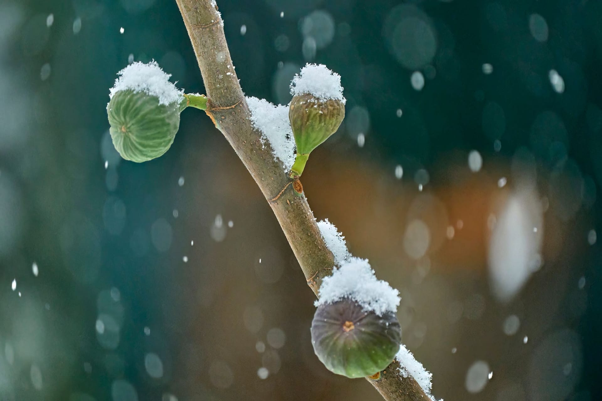 Während der Feigenbaum die Sommersonne liebt, verachtet er tiefe winterliche Temperaturen.