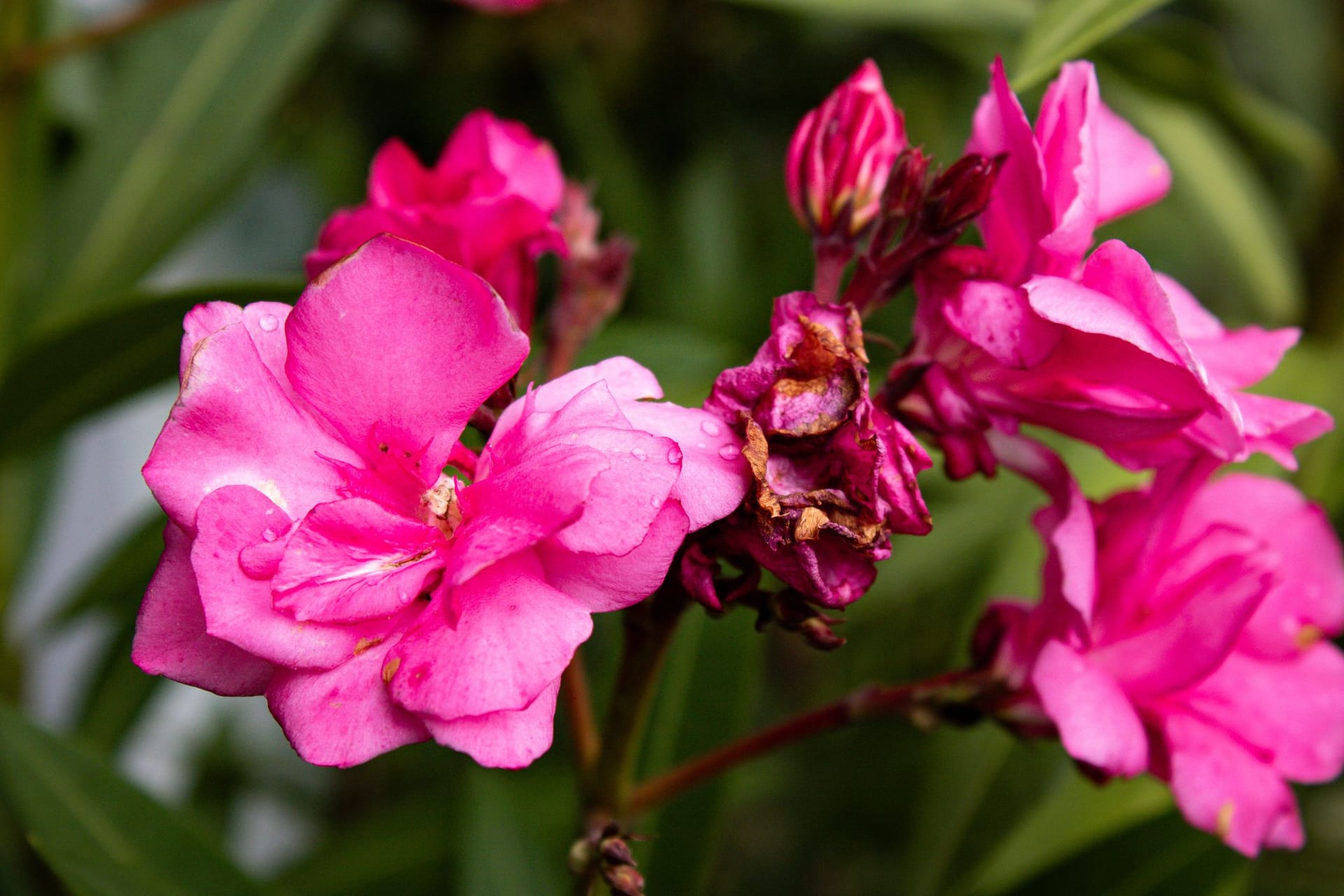 Wenn Sie Ihren Oleander nicht genügend gießen und der direkten Sonne aussetzen, kann er seine Blätter verlieren oder verwelken.