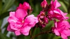 Wenn Sie Ihren Oleander nicht genügend gießen und der direkten Sonne aussetzen, kann er seine Blätter verlieren oder verwelken.