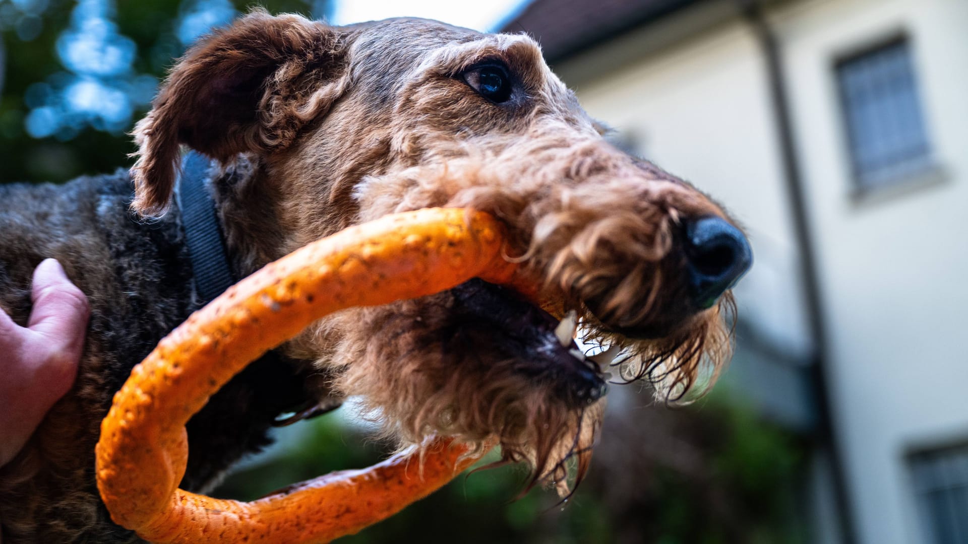 Ein Airedale Terrier mit Beißring im Maul (Symbolbild): Wer auf Föhr mit seinem Hund Gassi geht, sollte derzeit aufpassen.