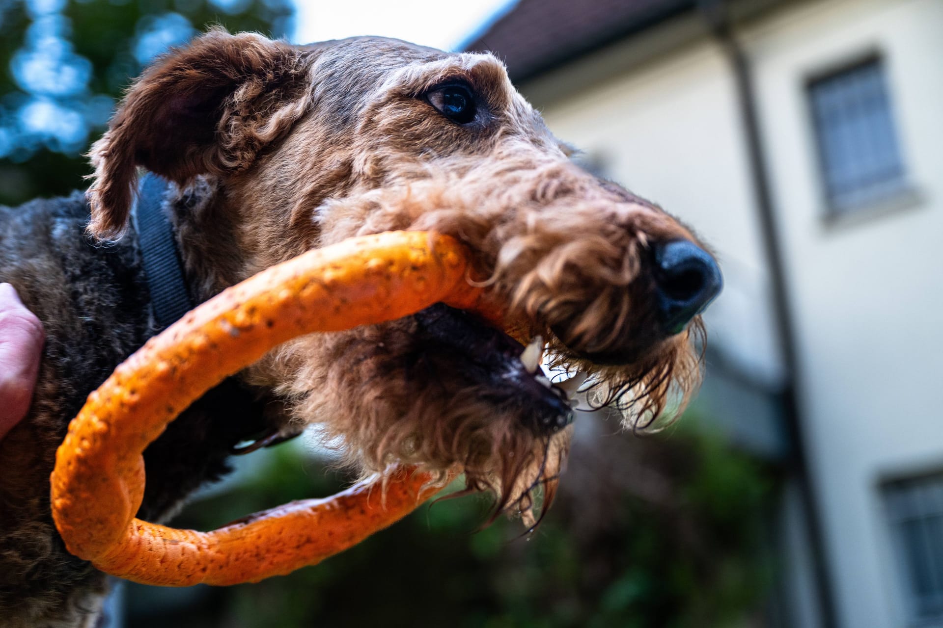 Ein Airedale Terrier mit Beißring im Maul (Symbolbild): Wer auf Föhr mit seinem Hund Gassi geht, sollte derzeit aufpassen.