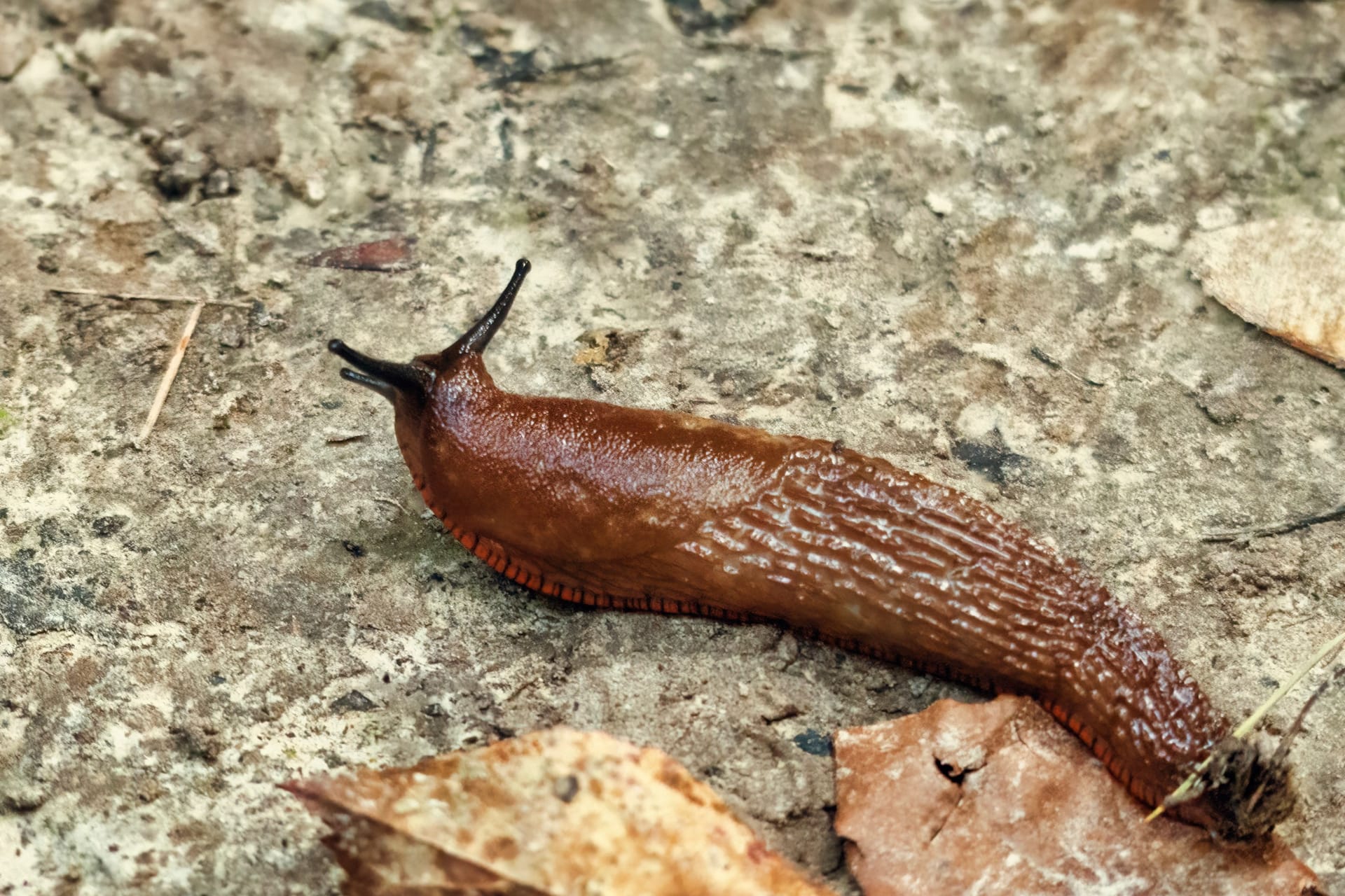 Eine Nacktschnecke (Symbolbild): Das Tier war offenbar in die Steueranlage eingedrungen.