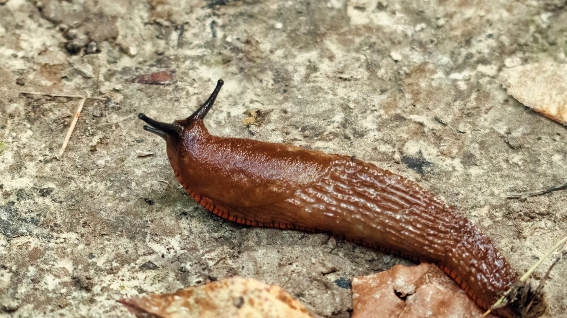 Eine Nacktschnecke (Symbolbild): Das Tier war offenbar in die Steueranlage eingedrungen.