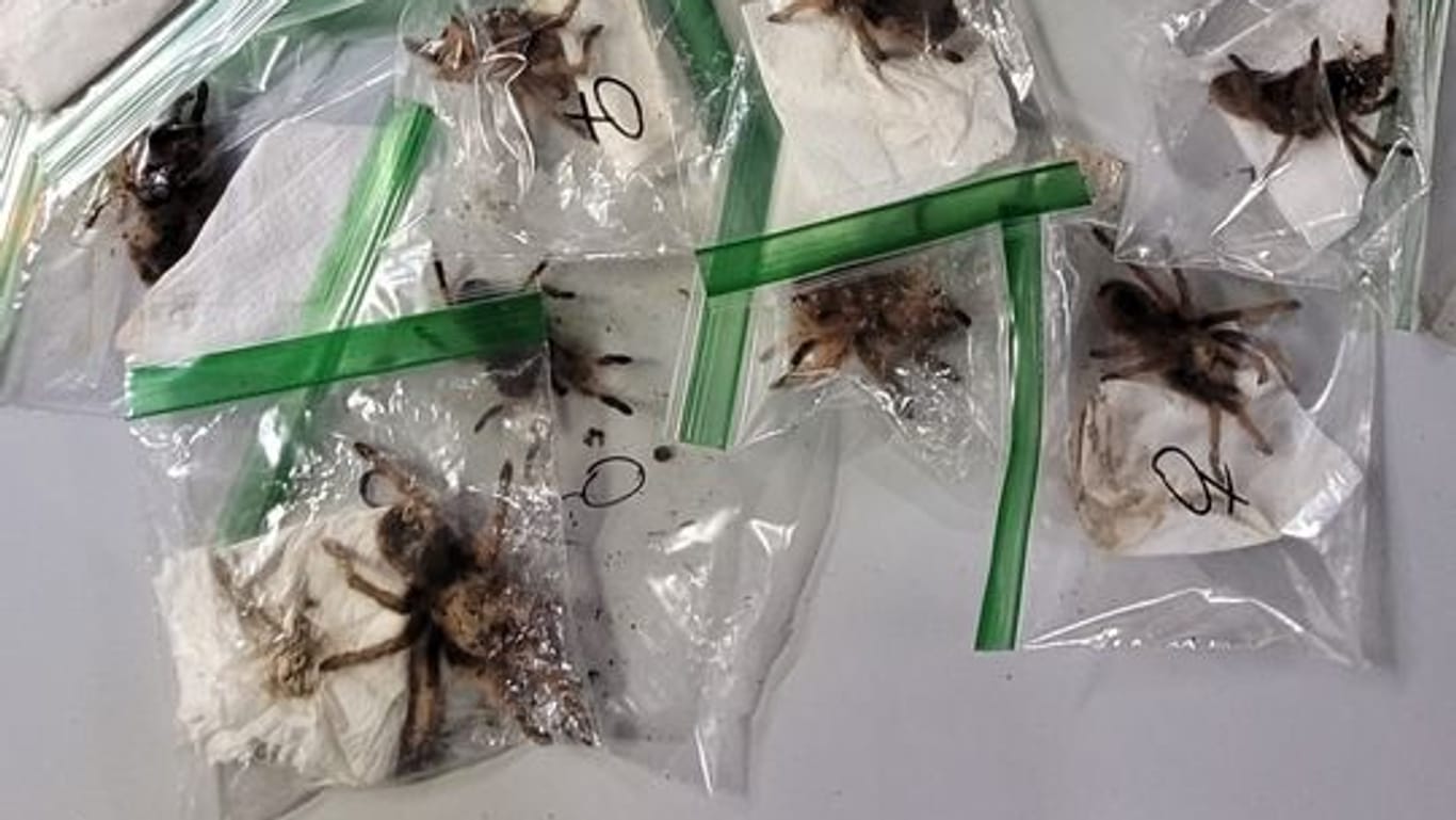 Einige der gefundenen Spinnen: Der Zoll hat Hunderte der Tiere entdeckt.