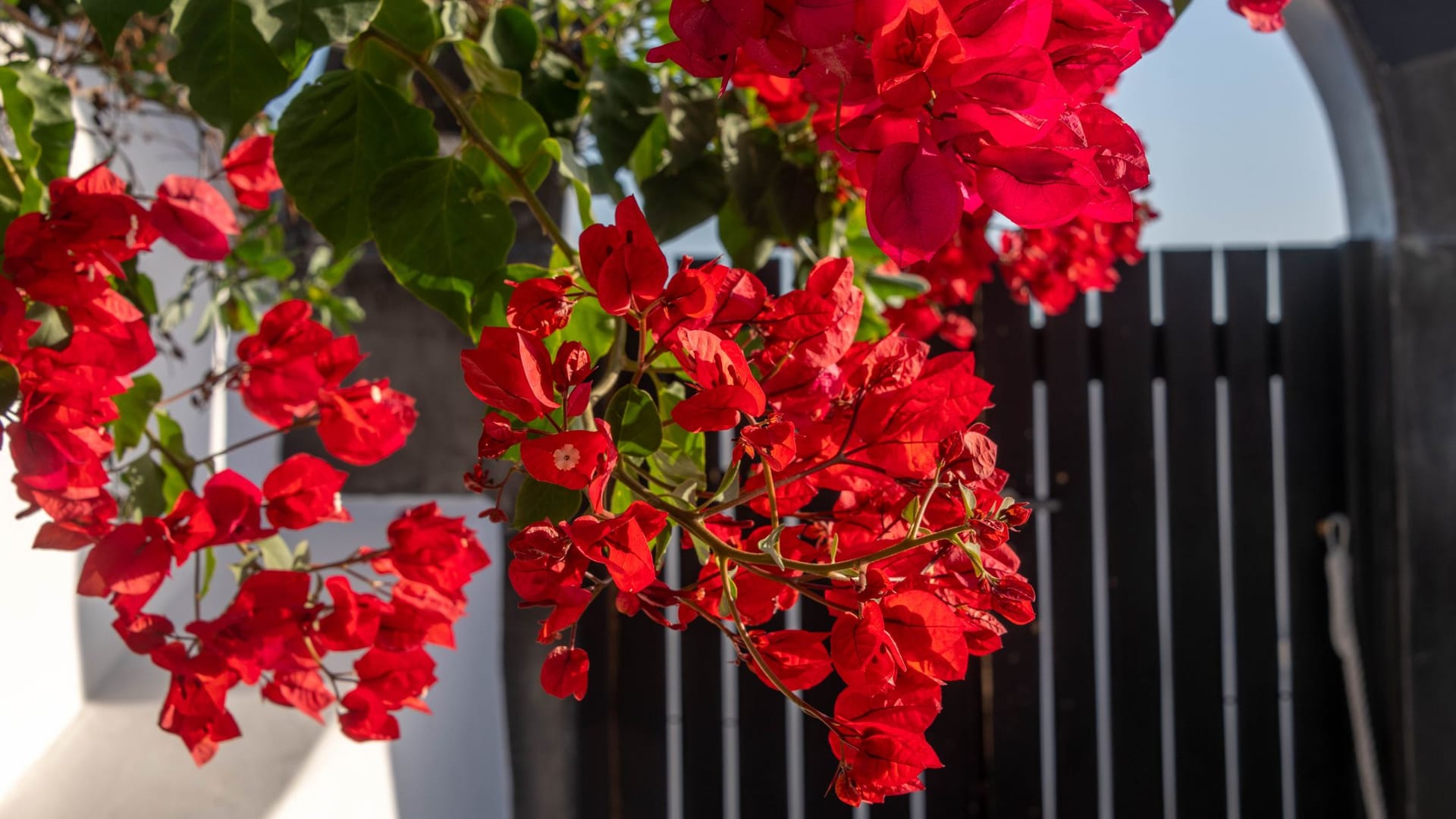 Mit der richtigen Portion Dünger blüht die Bougainvillea richtig auf.