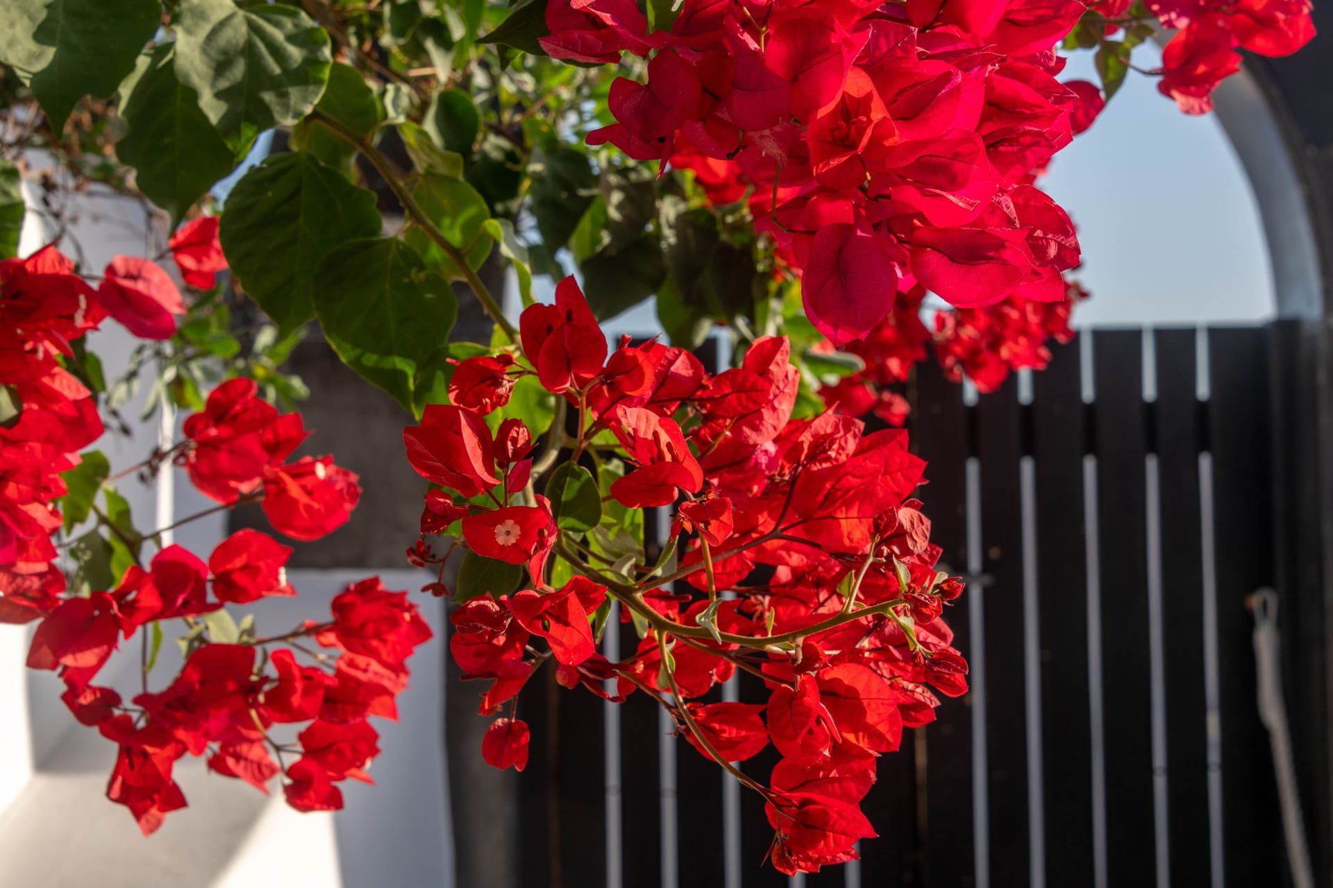 Mit der richtigen Portion Dünger blüht die Bougainvillea richtig auf.