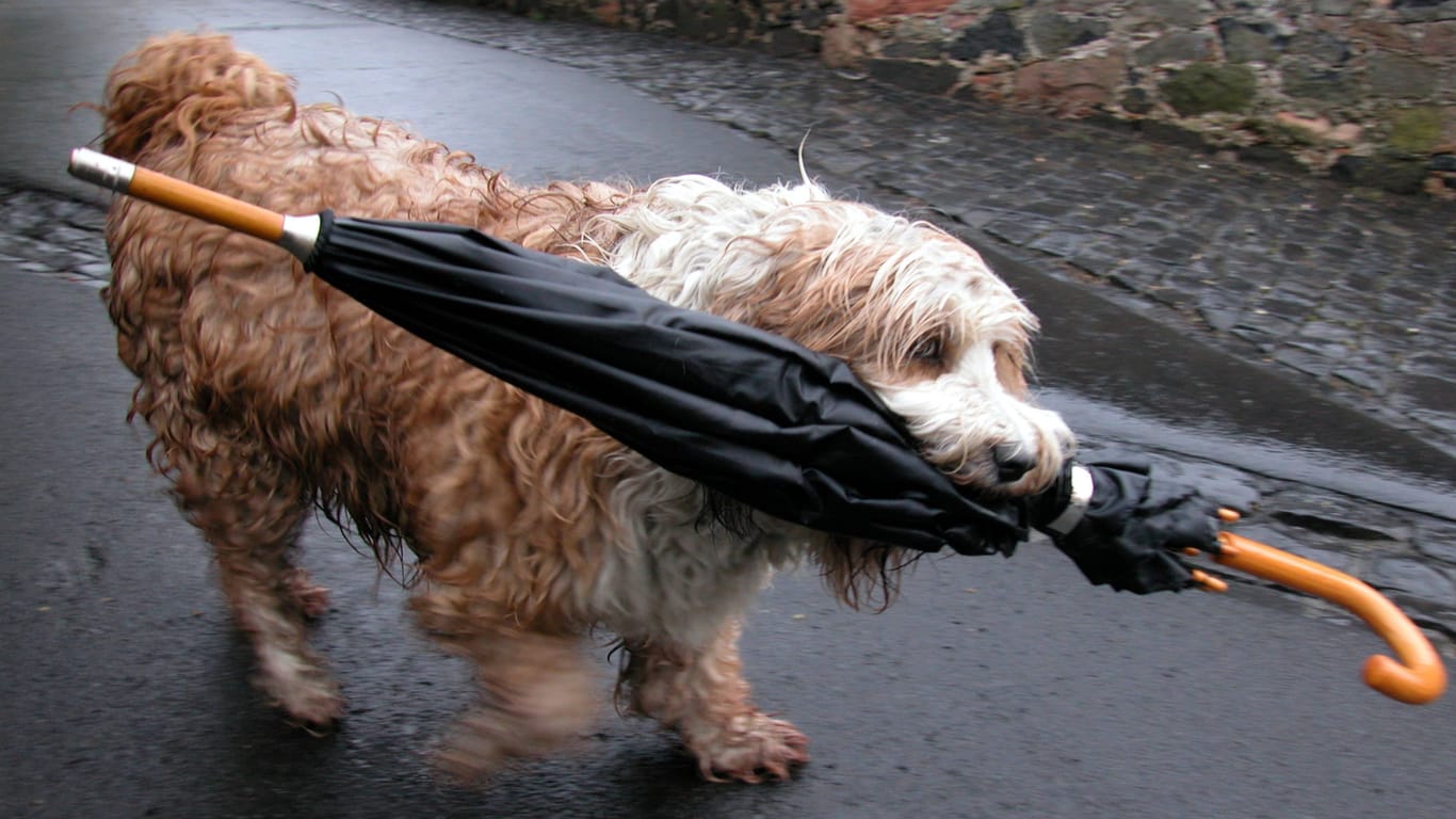 Ein Hund im Herbstlaub (Symbolbild): In einigen Städten können sich die Bewohner auf sonniges Herbstwetter freuen.