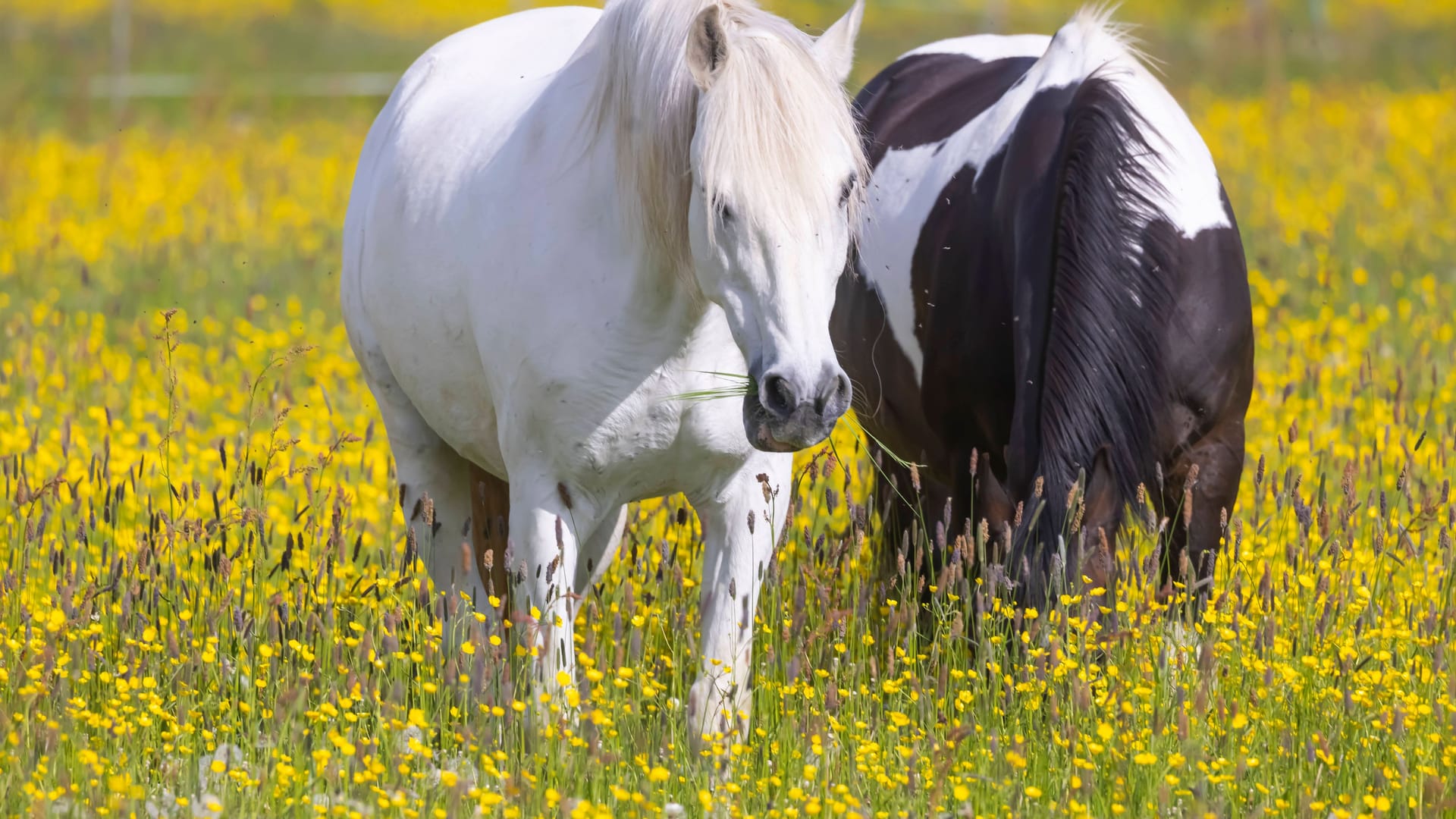 Pferde auf einer Blumenwiese (Symbolbild): In Thüringen musste die Polizei einen Mann fesseln, der sich an Pferden vergehen wollte.