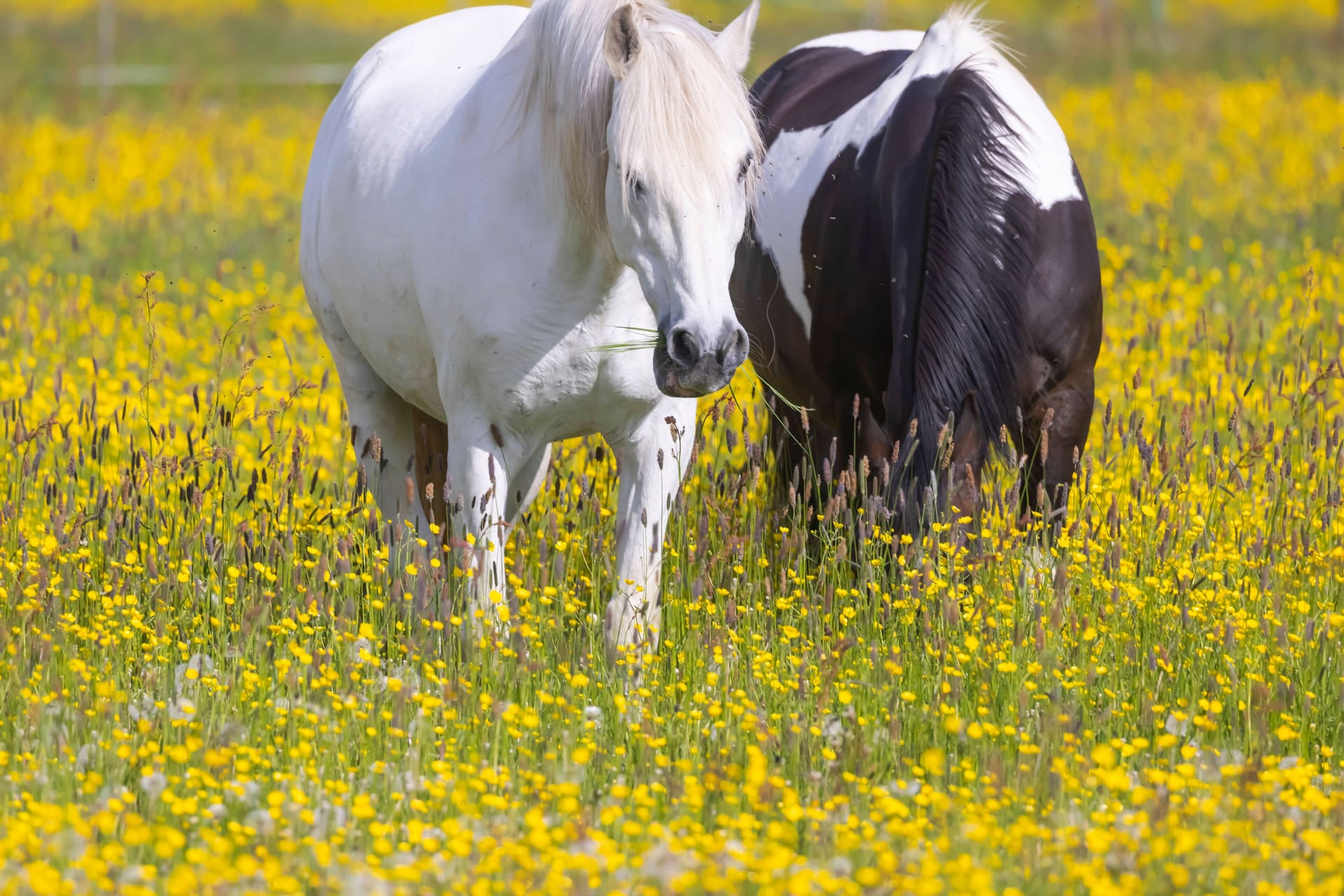 Pferde auf einer Blumenwiese (Symbolbild): In Thüringen musste die Polizei einen Mann fesseln, der sich an Pferden vergehen wollte.