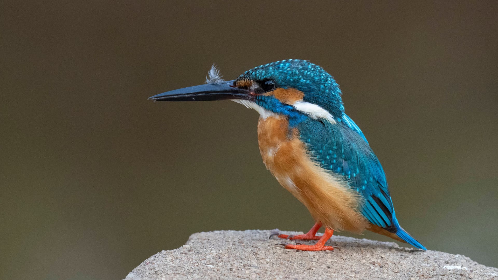 Ein Eisvogel (Archivbild): Profitiert das Tier von der Wasserqualität – und dem Klimawandel? Ein Eisvogel (Archivbild): Profitiert das Tier von der Wasserqualität – und dem Klimawandel?