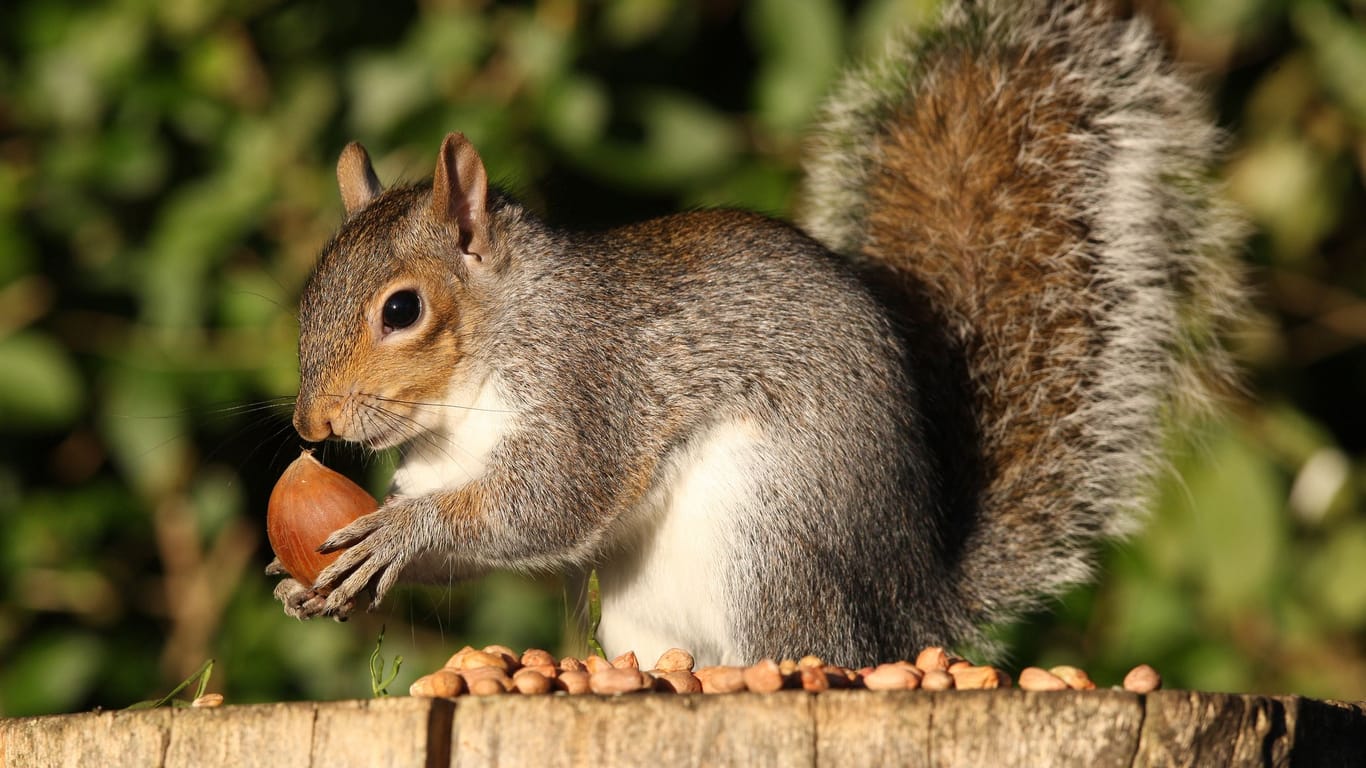Eichhörnchen werden zutraulich und benötigen im Winter Unterstützung bei der Futtersuche.