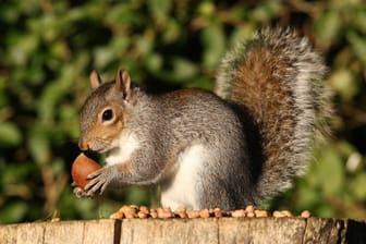 Eichhörnchen werden zutraulich und benötigen im Winter Unterstützung bei der Futtersuche.