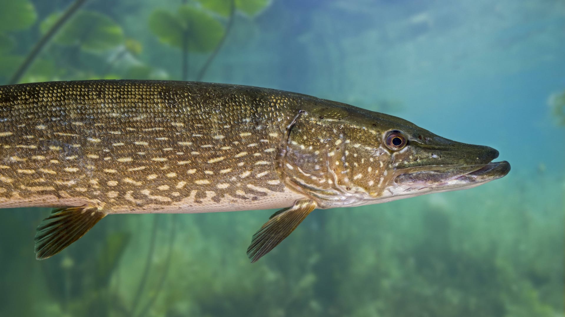 Ein Hecht (Archivbild): Der Fischbestand in dem See ist in den vergangenen Jahren stark angewachsen.