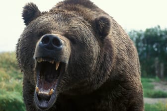 Grizzlybär mit aufgerissenem Maul (Symbolbild): Angriffe durch Grizzlys sind äußerst selten