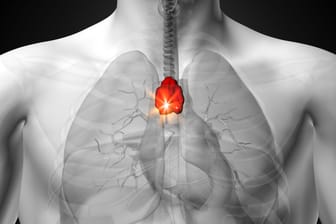Die Thymusdrüse. Das kleine Organ hinter dem Brustbein ist ein wesentlicher Bestandteil des erworbenen Immunsystems.