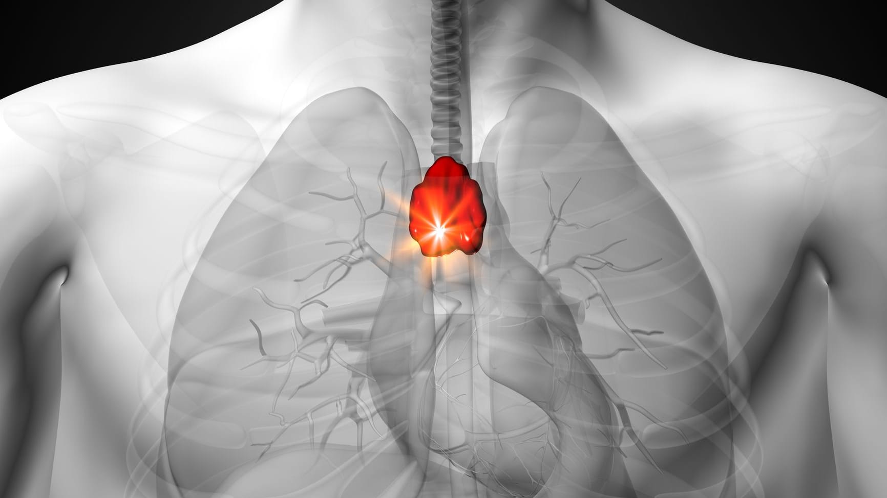 Die Thymusdrüse. Das kleine Organ hinter dem Brustbein ist ein wesentlicher Bestandteil des erworbenen Immunsystems.