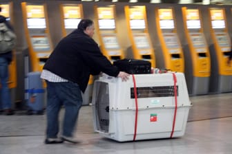 Passagier eilt mit Tier Transportbox an den Check-in Automaten der Lufthansa vorbei am Flughafen Frankfurt: Hier können Tiere nicht nur mitfliegen, sondern auch arbeiten.