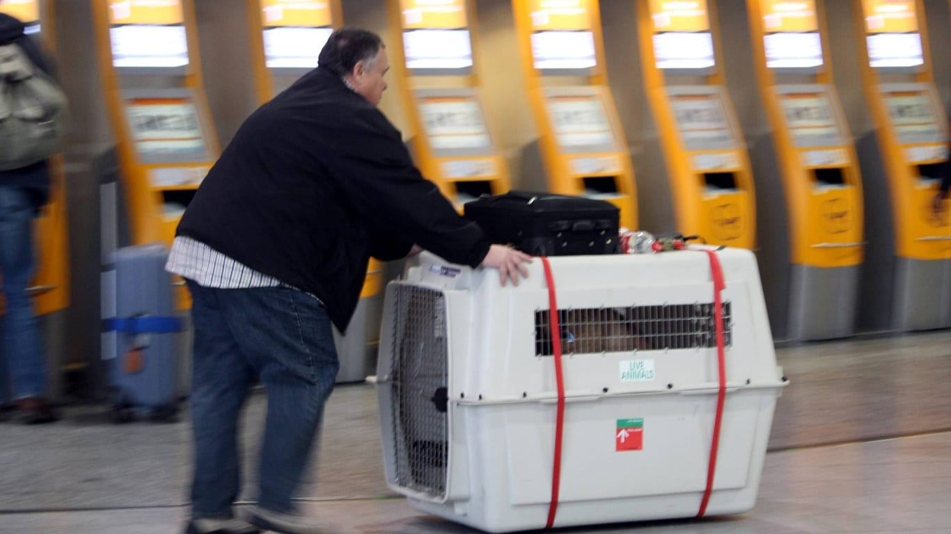 Passagier eilt mit Tier Transportbox an den Check-in Automaten der Lufthansa vorbei am Flughafen Frankfurt: Hier können Tiere nicht nur mitfliegen, sondern auch arbeiten.