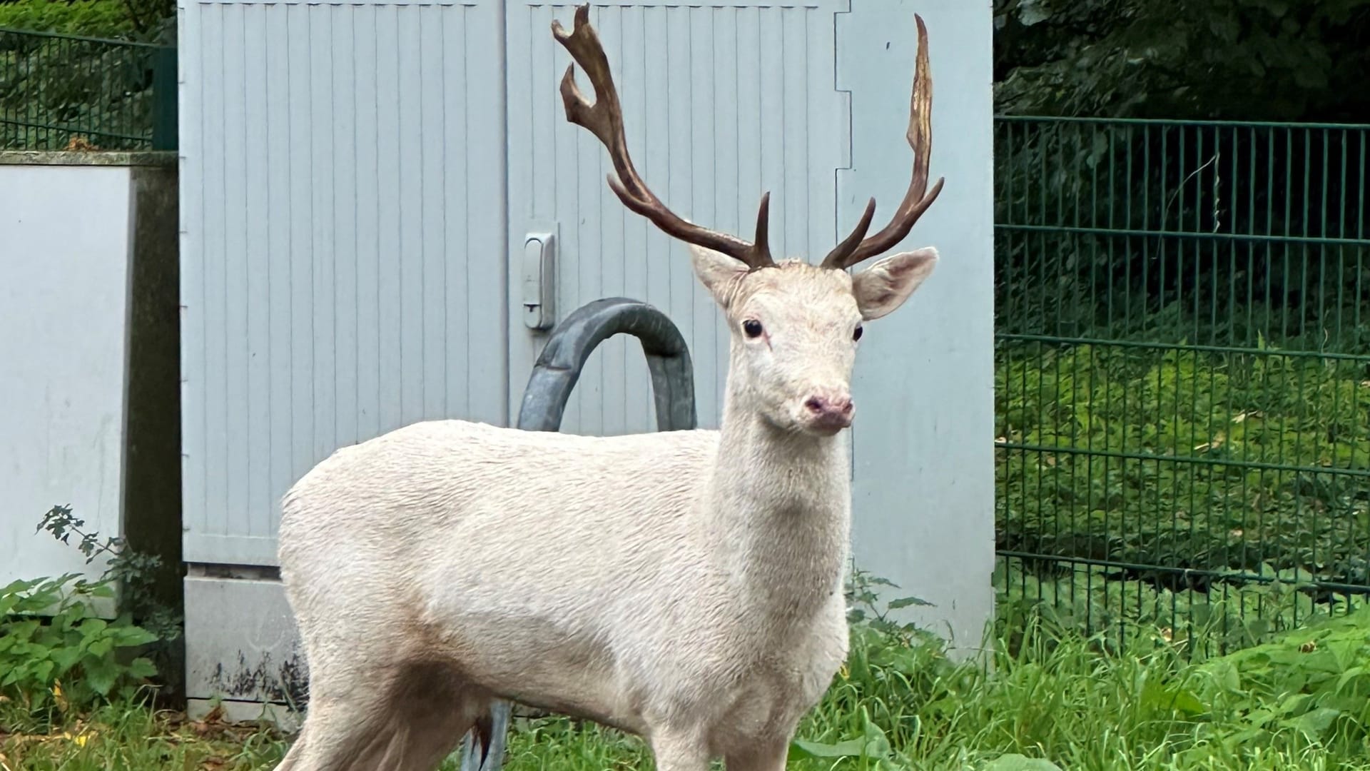 Am Mittwoch sorgte ein weißer Hirsch auf einem Baumarktparkplatz in Moers für Aufsehen.