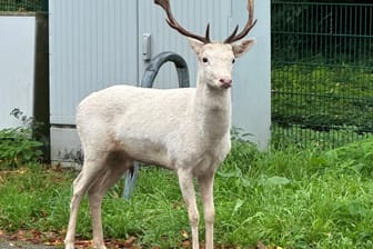 Am Mittwoch sorgte ein weißer Hirsch auf einem Baumarktparkplatz in Moers für Aufsehen.