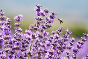 Bienen lieben den nektarreichen Lavendel.