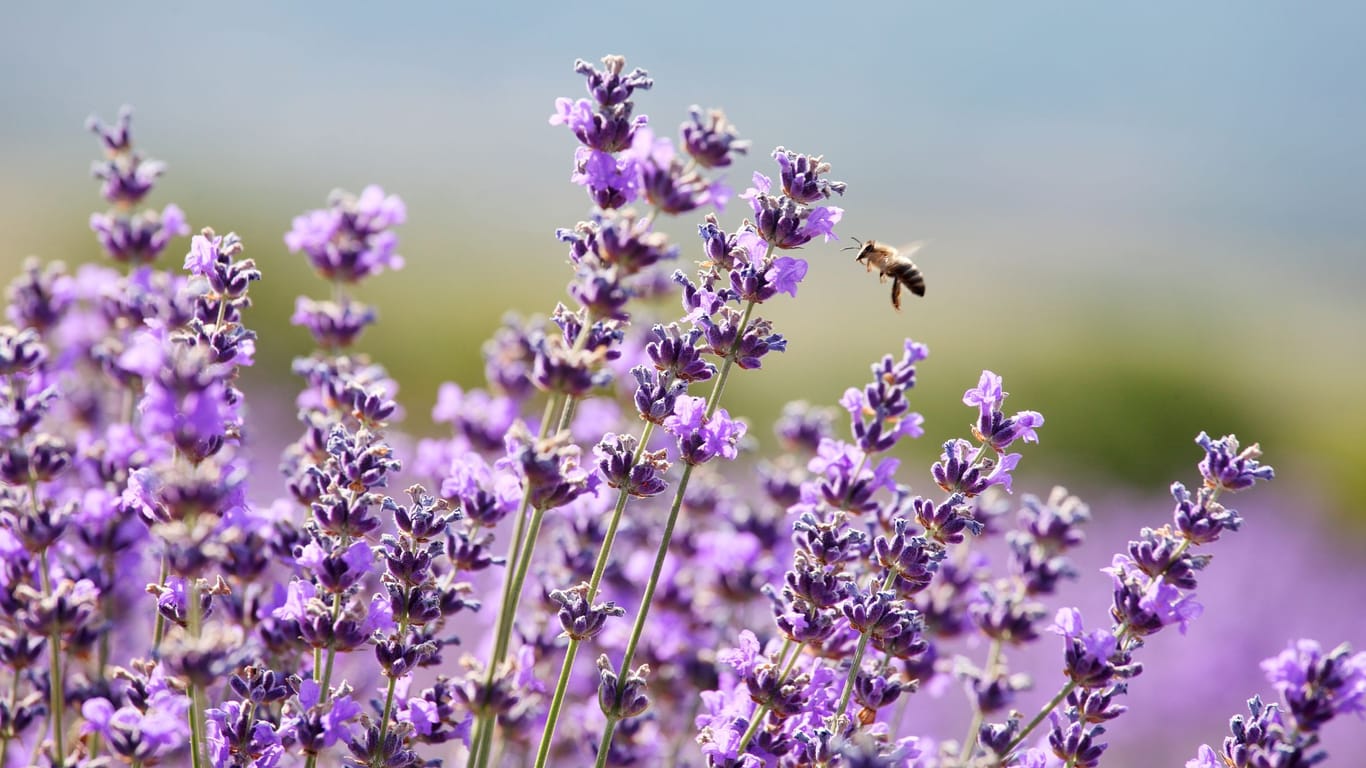 Bienen lieben den nektarreichen Lavendel.