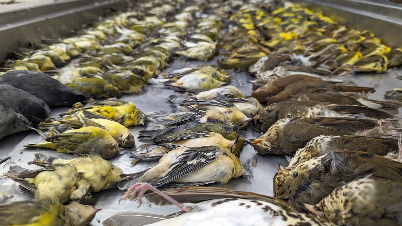 Mehrere Hundert Zugvögel sind gestorben, als sie in Chicago gegen Fenster flogen.