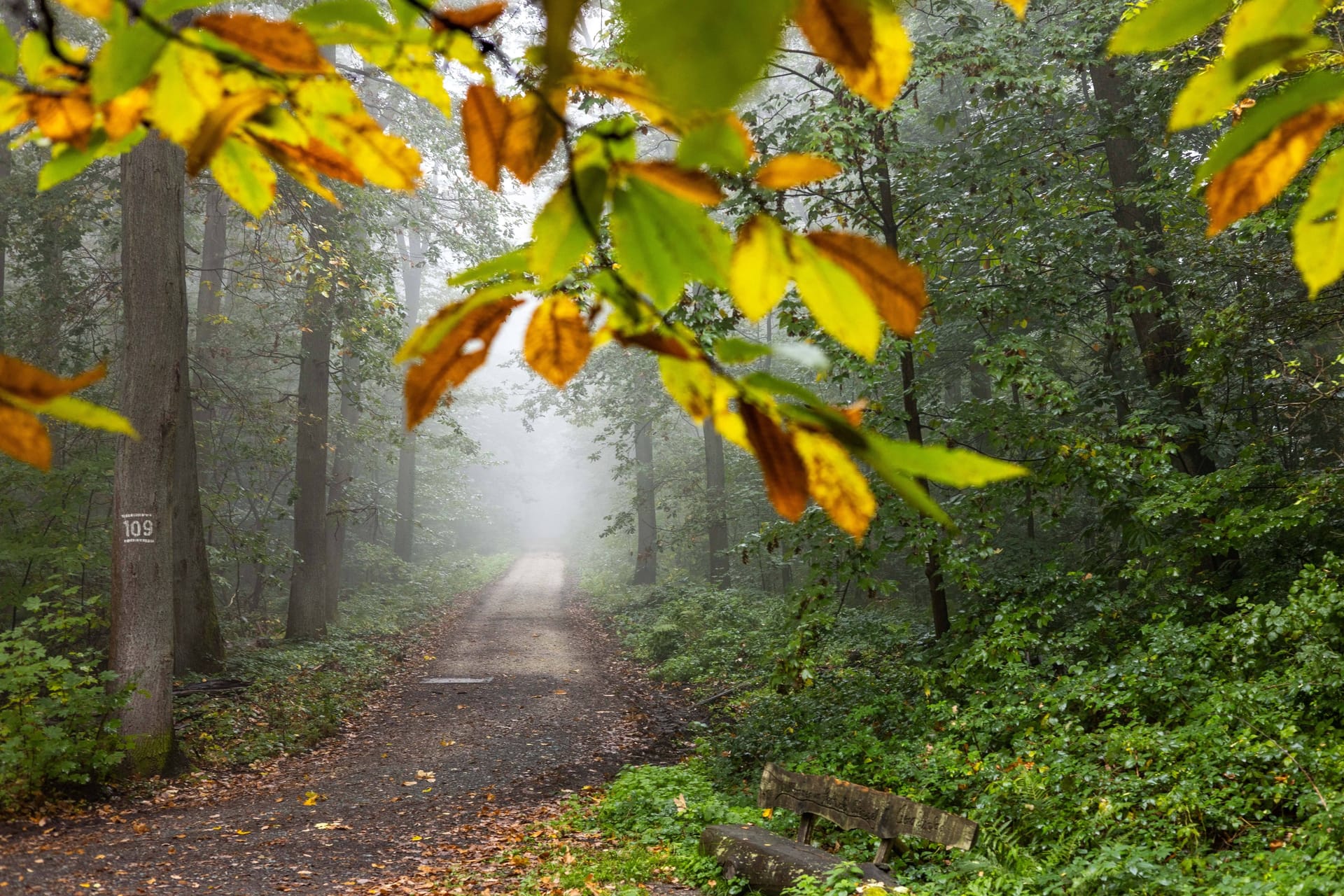 Trübes Herbstwetter im Taunus (Symbolbild): Teile Deutschlands müssen sich am Wochenende auf lang anhaltenden Regen einstellen.