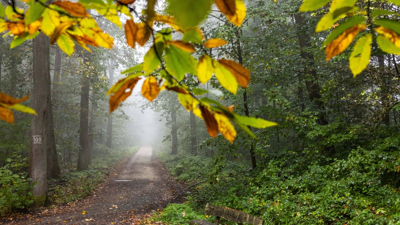 Trübes Herbstwetter im Taunus (Symbolbild): Teile Deutschlands müssen sich am Wochenende auf lang anhaltenden Regen einstellen.