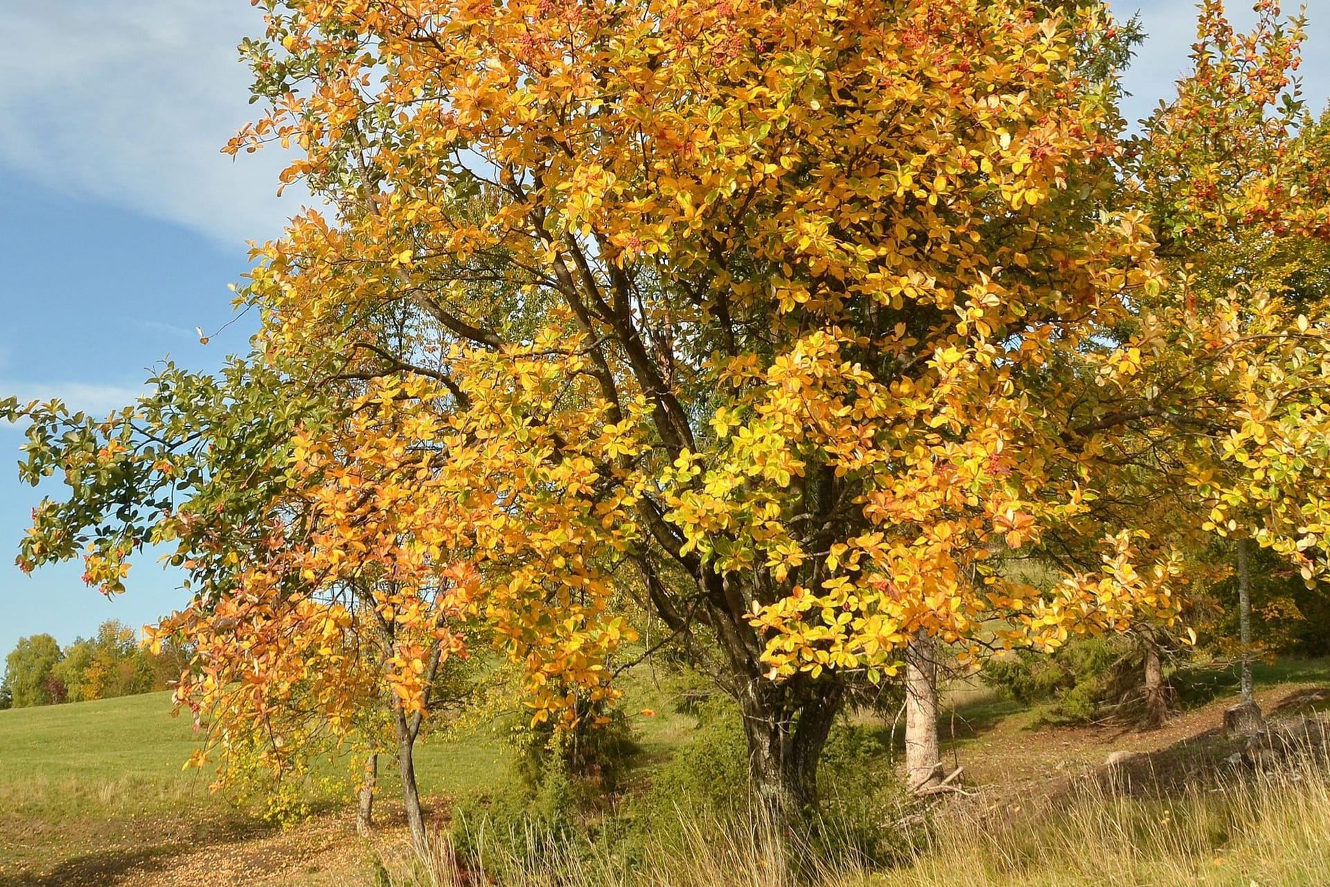 Baum des Jahres 2024 Echte Mehlbeere