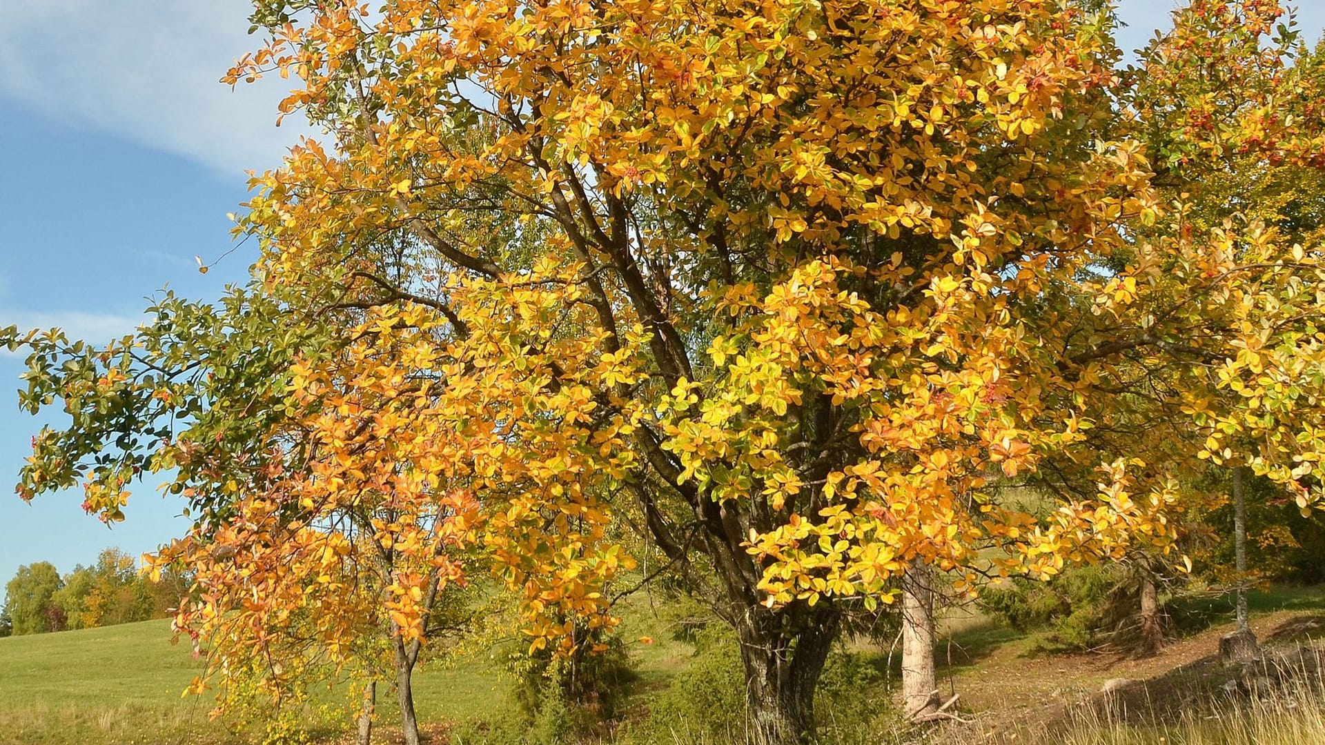 Baum des Jahres 2024 Echte Mehlbeere Baum des Jahres 2024 Echte Mehlbeere