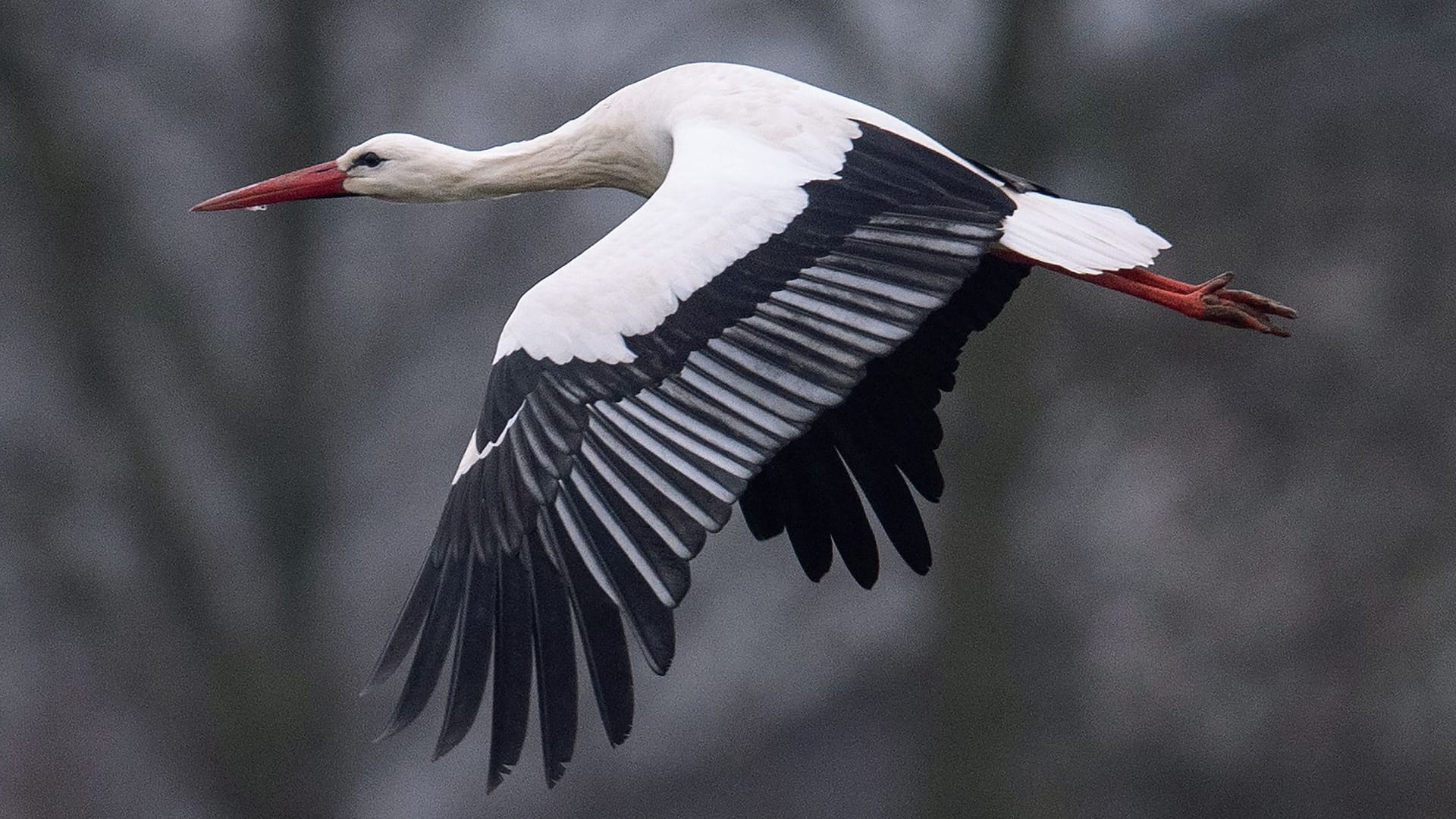 Storch im Winter