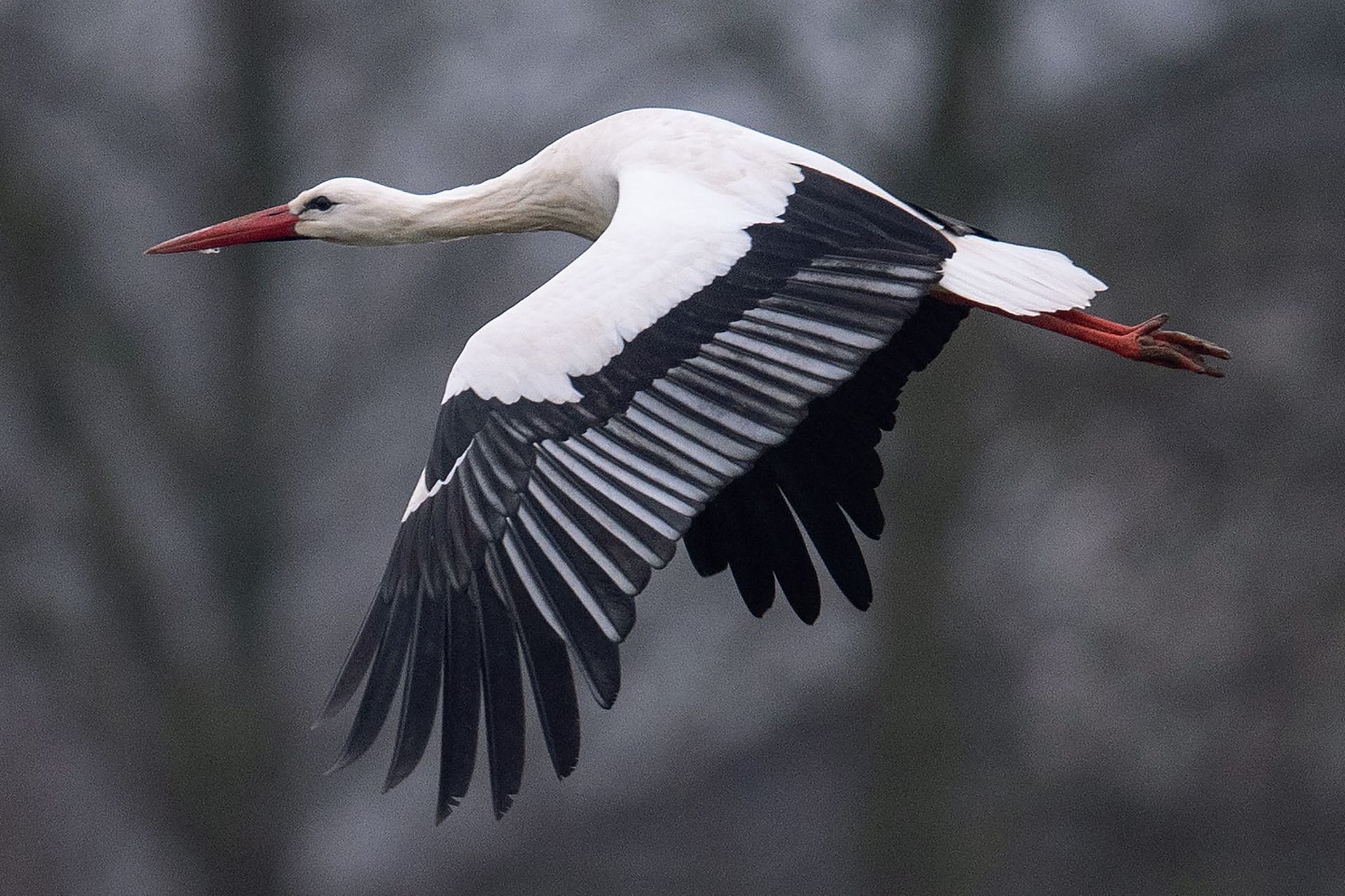 Storch im Winter