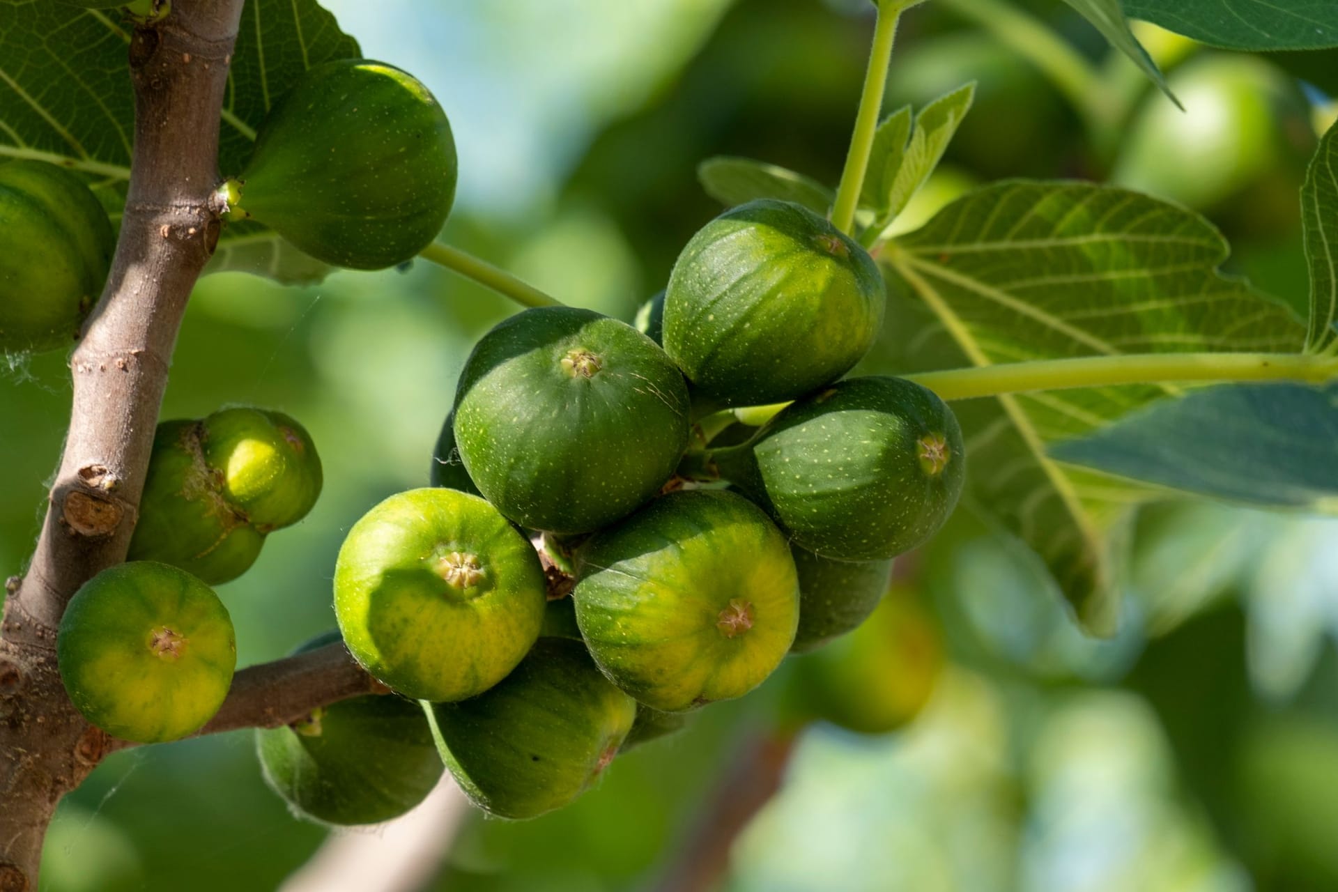 Die Blüten des Feigenbaumes werden oft mit den Früchten verwechselt.