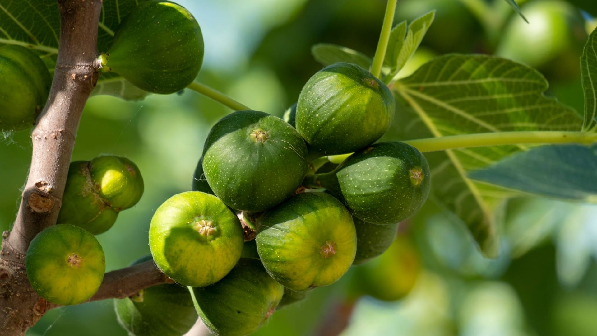 Die Blüten des Feigenbaumes werden oft mit den Früchten verwechselt.