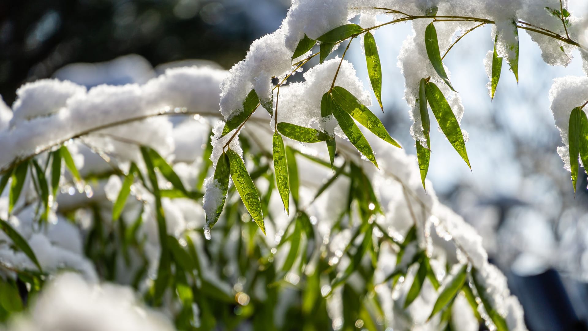 Vor allem immergrüne Pflanzen wie der Bambus strahlen auch im Winter in satten grünen Farben.