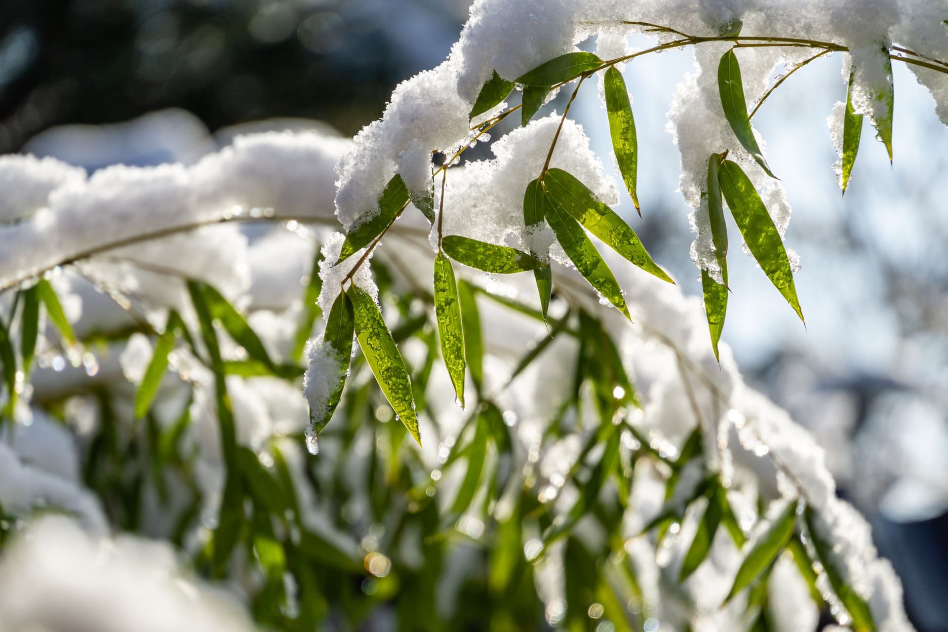 Vor allem immergrüne Pflanzen wie der Bambus strahlen auch im Winter in satten grünen Farben.