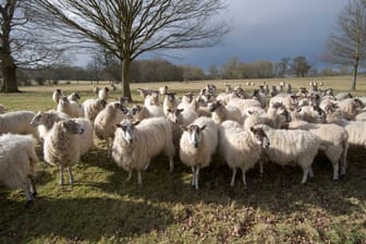 Eine Schafsherde (Archivbild): Mehr als 30 Tiere starben bei der Attacke.