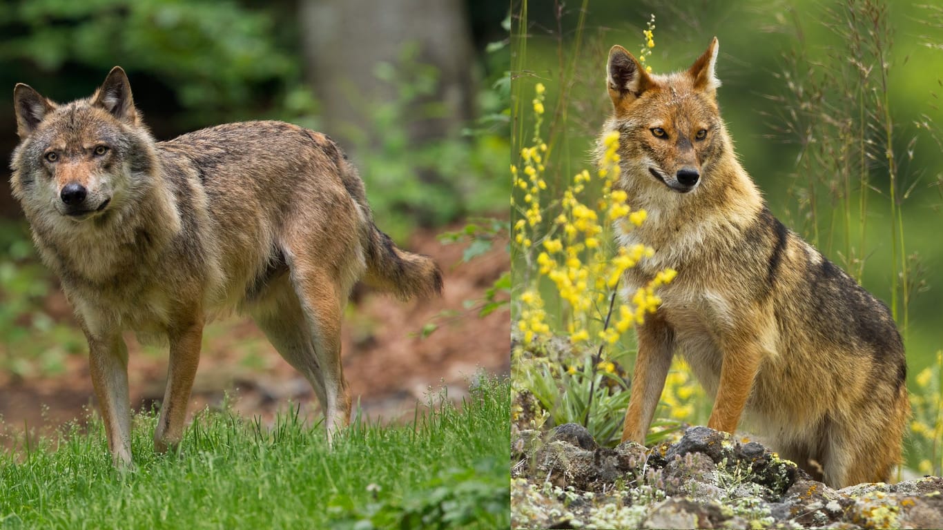 Ein Wolf (links) kann leicht mit einem Goldschakal verwechselt werden.