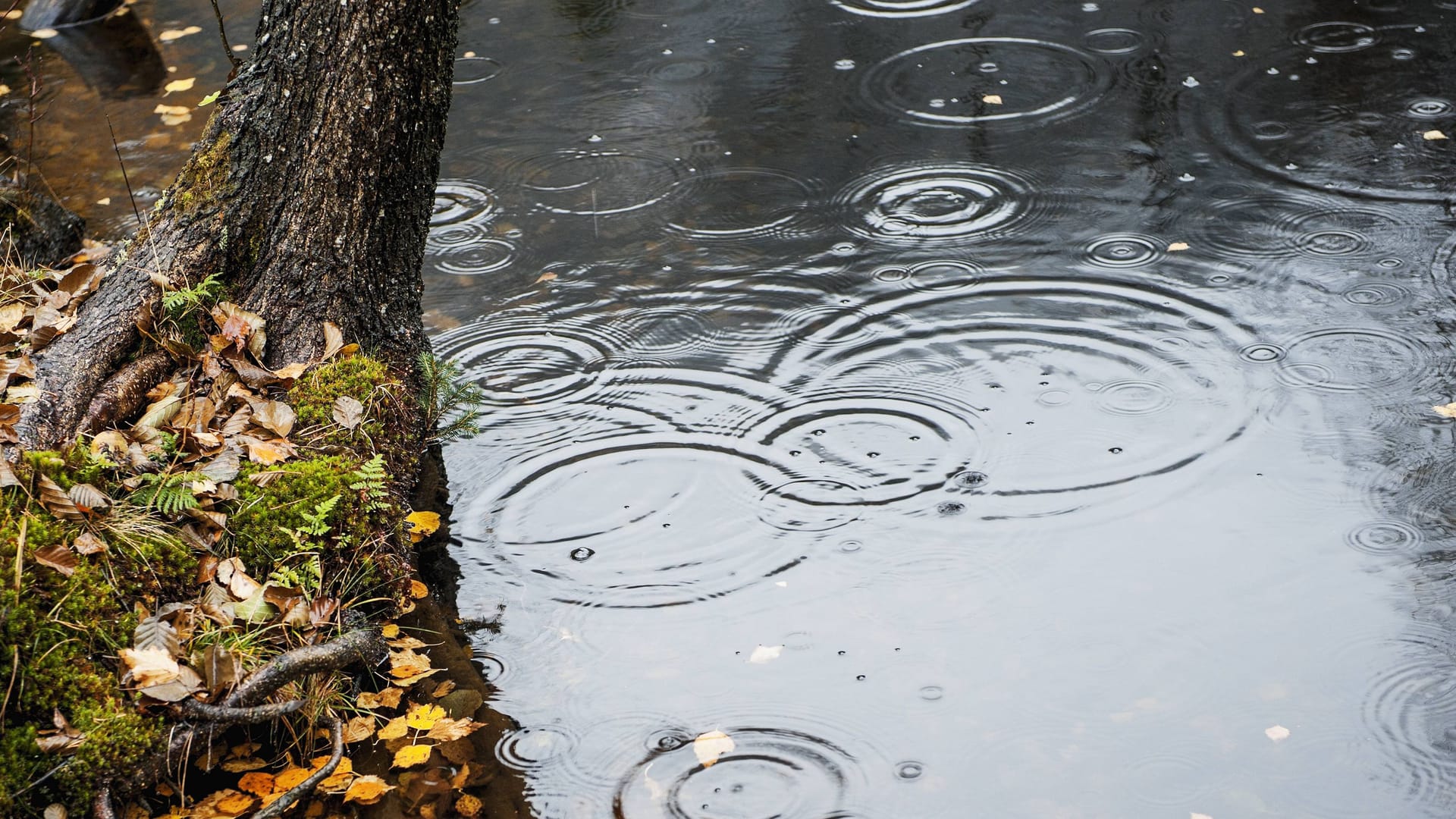 Regentropf auf einem Teich (Symbolbild): Das Wetter wird kühler und regnerischer.