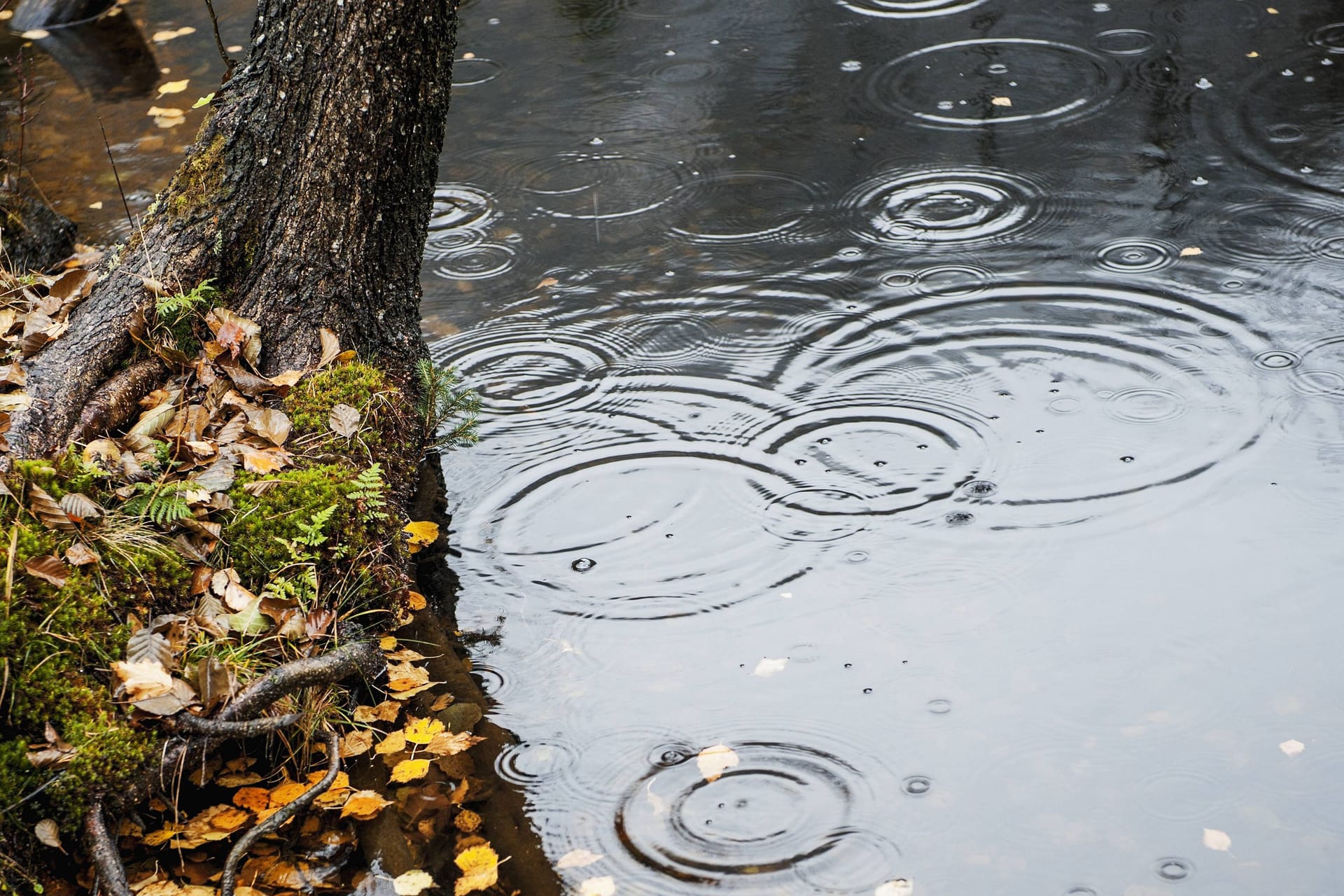 Regentropf auf einem Teich (Symbolbild): Das Wetter wird kühler und regnerischer.